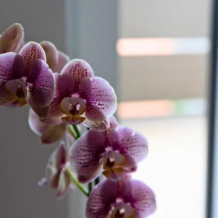 Appartement Casanegrano - Trente